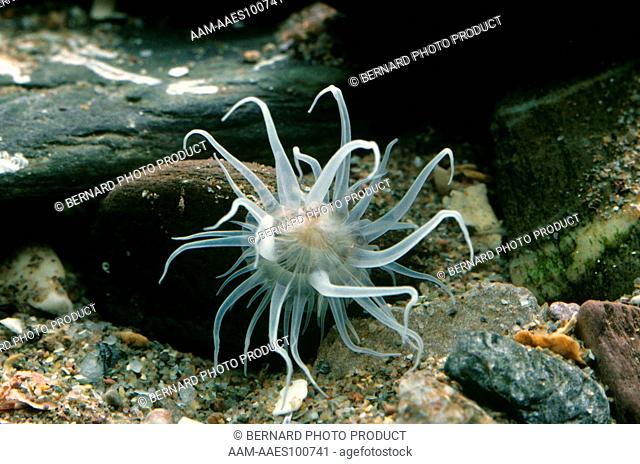 Sea Anemone (Actinothoe sphyrodeta), Devon U.K
