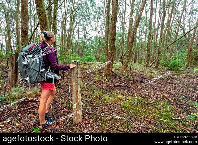 Woman stopped to view the lichens and mosses covering all the trees and fallen branches during a bushwalk on a hiking trail through cool temperate forest of...