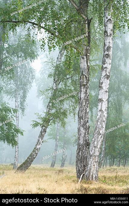 Birch grove in the Oberoher Heide, fog atmosphere, municipality Faßberg, nature park Südheide, Lüneburger Heide, Germany, Lower Saxony
