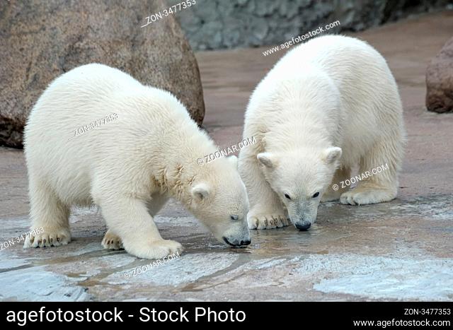 Two little polar bears drink from a pool