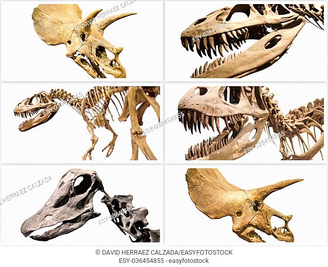 Collage composition of dinosaurs skeletons on white isolated background