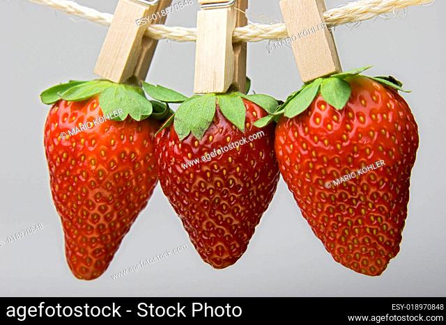 Erdbeeren auf der Leine