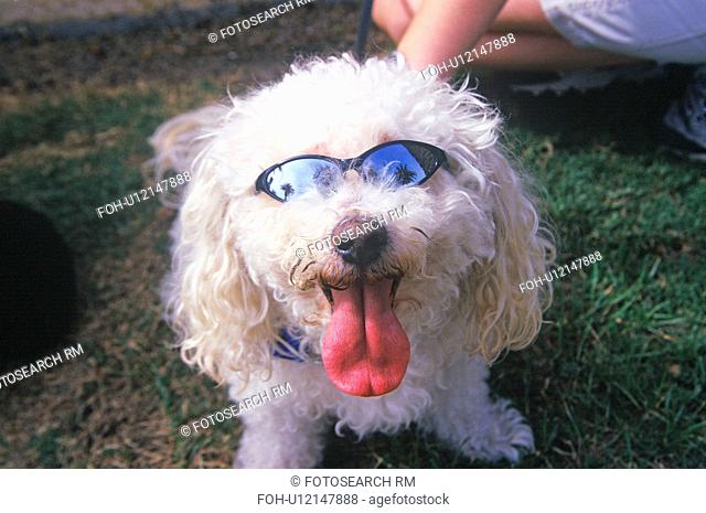 Cockapoo wearing sunglasses