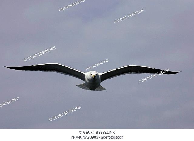 Herring Gull Larus argentatus - Mokbaai, De Petten, Texel, Wadden islands, North Holland, The Netherlands, Holland, Europe