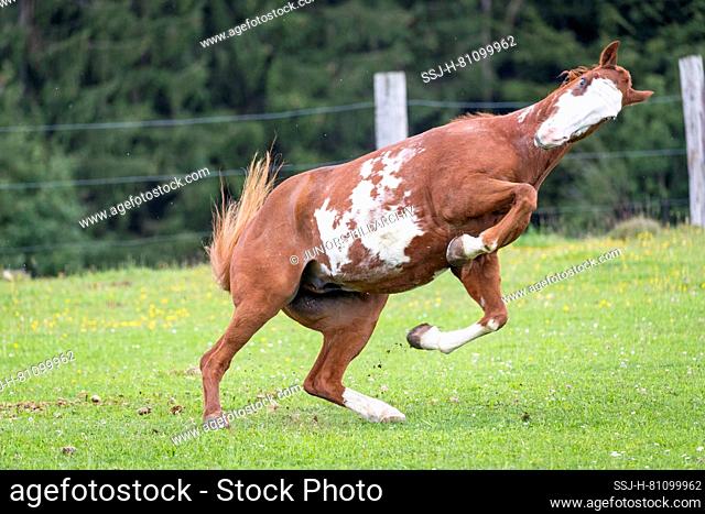 American Paint Horse. The gelding Everest bucking on a pasture. Austria