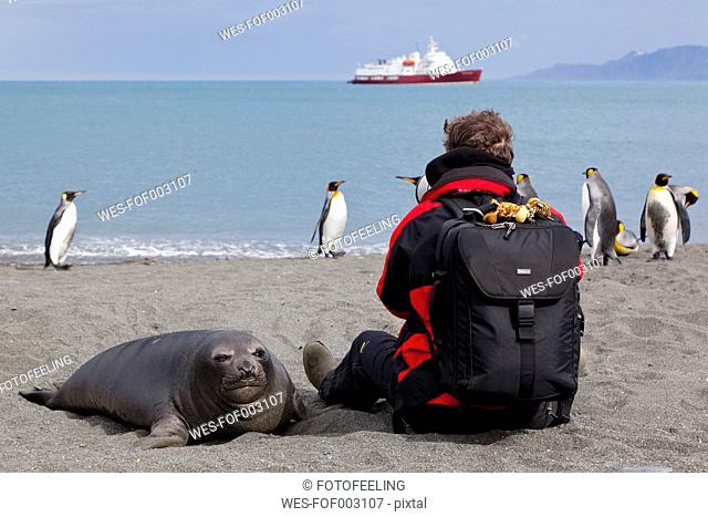 South Atlantic Ocean, United Kingdom, British Overseas Territories, South Georgia, St. Andrews Bay, Mature man with seal and penguins in background