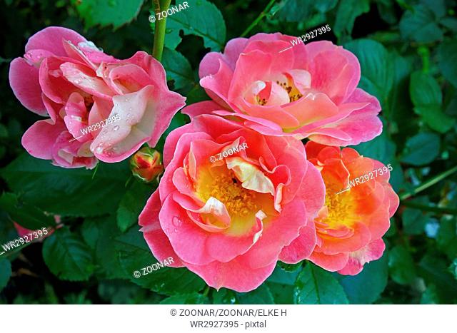 shrub rose Herzogin Friederike