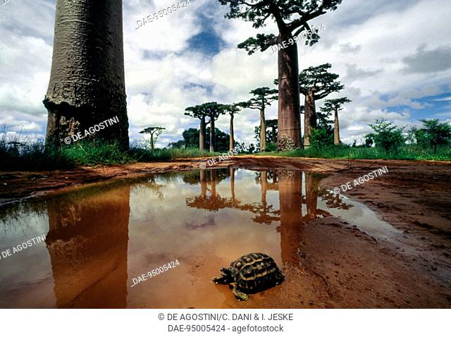 The Avenue of the Baobabs, with a flat-backed spider tortoise (Pyxis planicauda) in the foreground, near Morondava, Madagascar