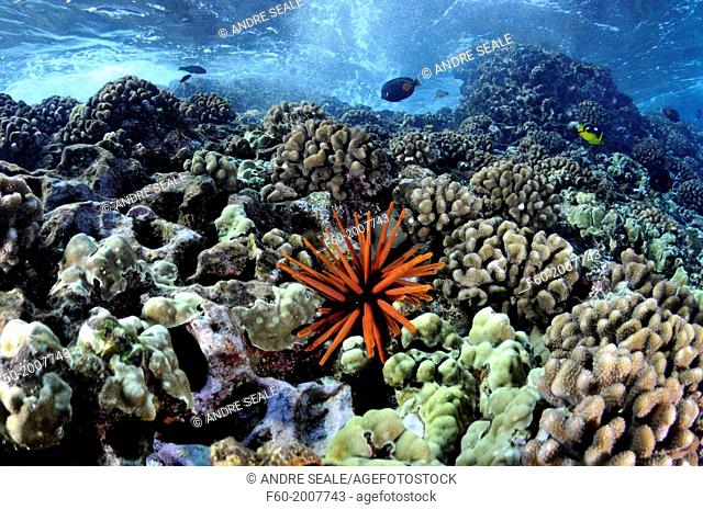 Waves crash on a healthy coral reef with a red slate pencil urchin, Heterocentrotus mamillatus, Molokini, Maui, Hawaii, USA