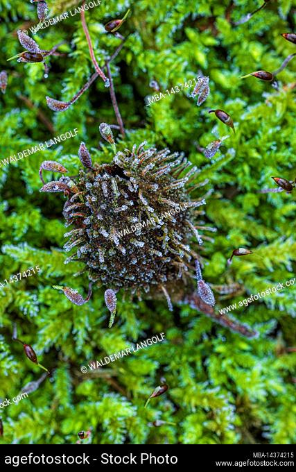 Forest still life, a beechnut on moss, nature in detail, close up