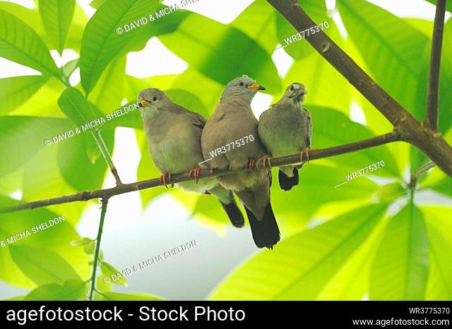 Croaking Ground Dove (Columbina cruziana) family sitting on a branch