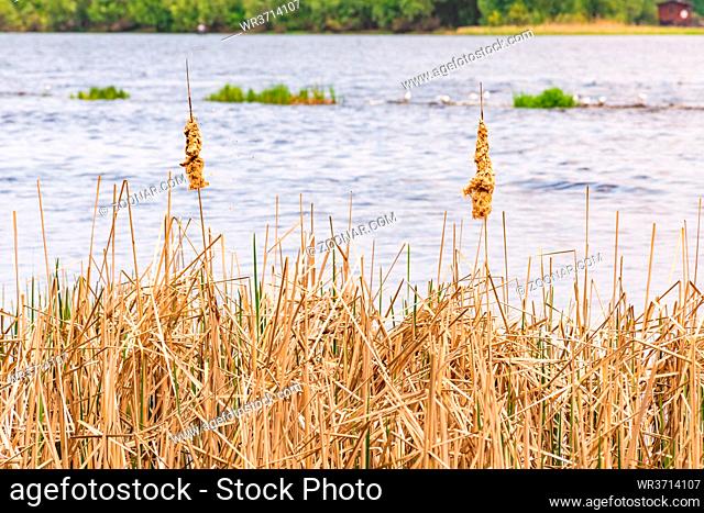 Detail of dry Typha Latifolia reed flowers close to the Dnieper river, in Kiev, Ukraine, at the beginning of spring