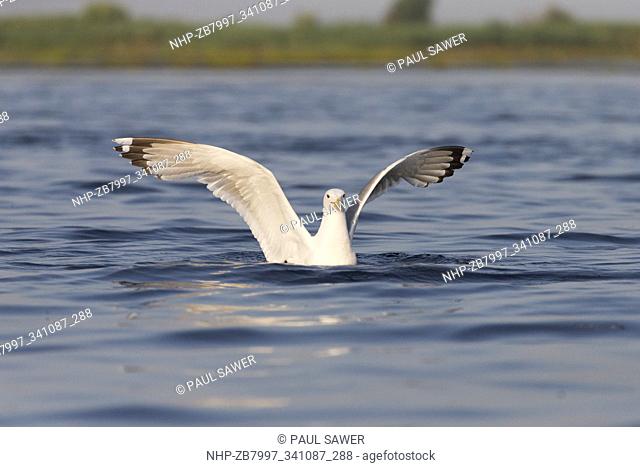 Caspian Gull (Larus cachinnans) adult, summer plumage, swimming with raised wings, Danube Delta, Romania, June