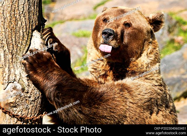 The Eurasian brown bears (Ursus arctos arctos) in Pilsen ZOO celebrate 20th and 30th Birthday in Pilsen, Czech Republic, April 6, 2023