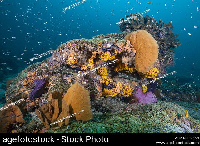 Colored Coral Reef, Cabo Pulmo, Baja California Sur, Mexico