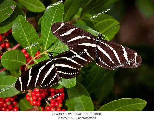 A pair of zebra longwing butterflies, also called Zebra heliconian (Heliconius charithonia), rest on the leaves of an invasive exotic Brazilian pepper tree...