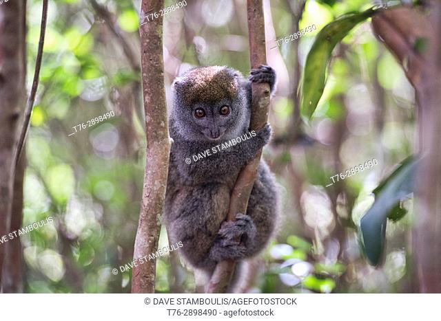 Eastern grey bamboo lemur, Ranomafana National Park, Madagascar