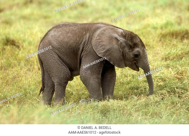 Baby Elephant (Loxodonta africana), Amboseli NP, Kenya