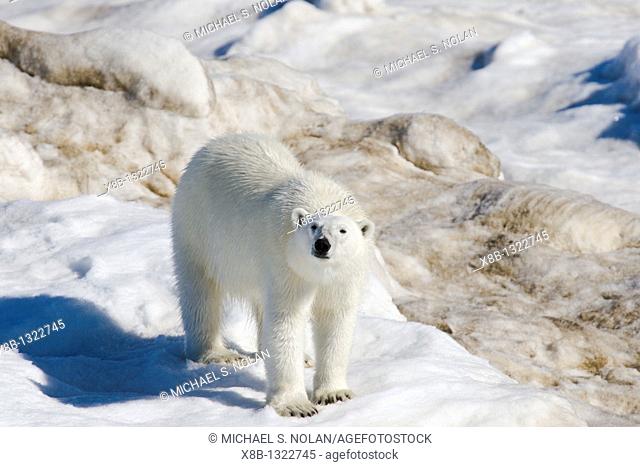 Curious polar bear Ursus maritimus on multi-year ice floes in the Barents Sea off the eastern coast of Edge¯ya Edge Island in the Svalbard Archipelago, Norway