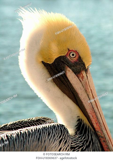 St. Petersburg, FL, Florida, Tampa Bay, The Pier, brown pelican, head, close-up