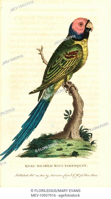 Blossom-headed parakeet, Psittacula roseata. Handcolored copperplate engraving from The Naturalist's Pocket Magazine, Harrison, London, 1800