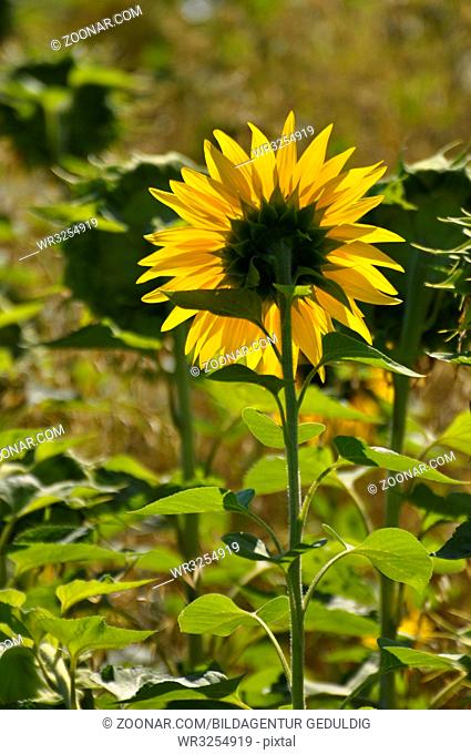 Sonnenblume im Haferfeld