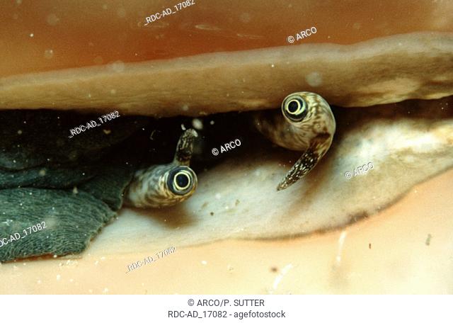 Chiragra Spider Conch eyes Red Sea Lambis chiragra