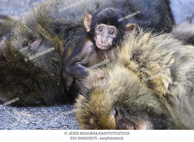 Macaques in the Rock of Gibraltar(Macaca sylvanus). British Territory. United Kingdom