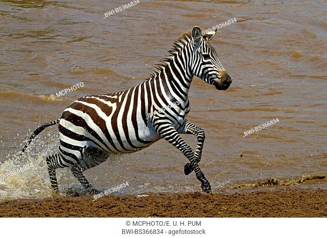 Boehm's zebra, Grant's zebra (Equus quagga boehmi, Equus quagga granti), crossing the Lake Nakuru, Kenya, Masai Mara National Park