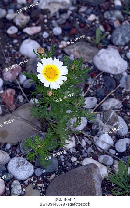 Crown Daisy, Garland Chrysanthemum (Chrysanthemum coronarium var. discolor), blooming, Greece, Rhodes