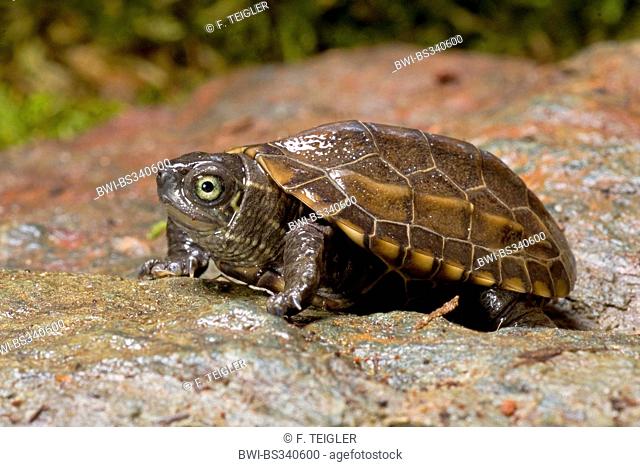 Reeves' turtle, Chinese three-keeled pond turtle (Chinemys reevesii), juvenile