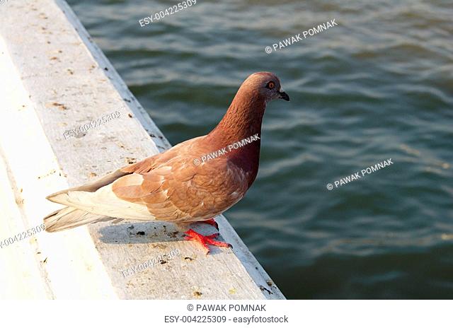 a pigeon beside river
