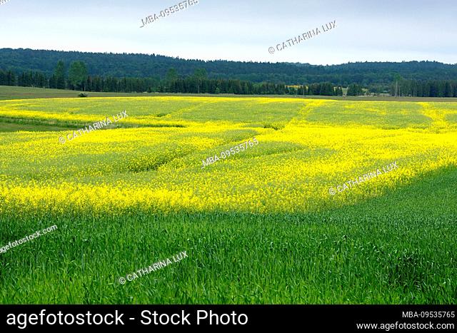 Rügen, peninsula would-be, landscape, rapeseed fields