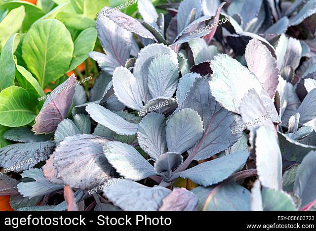 Farming cultivation background. Red young cabbage seedlings. Agriculture and care of vegetables concept