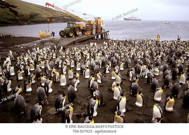 King penguin colony on the wharf of Possession Island (Aptenodytes patagonica), Crozet islands, sub-antarctic