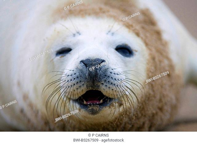 gray seal Halichoerus grypus, seal pup, portrait, United Kingdom, England