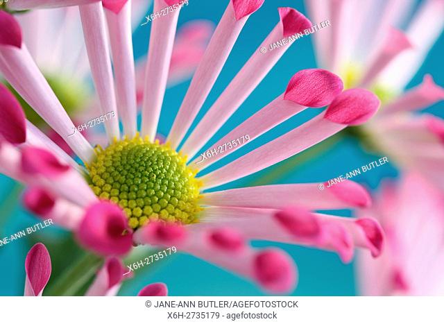 pink spoon chrysanthemums, highly decorative joyful summer flower
