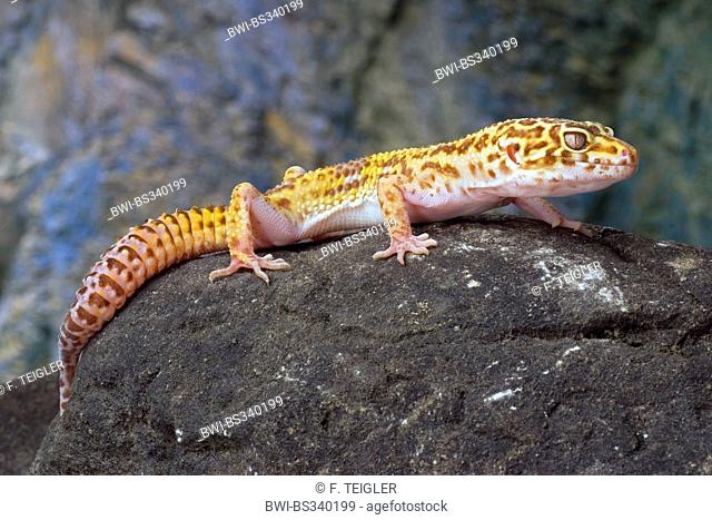 Leopard gecko (Eublepharis macularius), on a stone