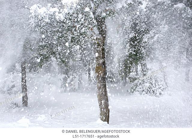 Holm oak quercus ilex after a snowfall, Font Roja Nature Reserve, Alcoy, Alicante