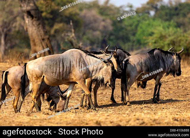 Africa, Zambia , South Luangwa National Park, Cookson's wildebeest (Connochaetes taurinus, ssp. cooksoni], subspecies of the common wildebeest
