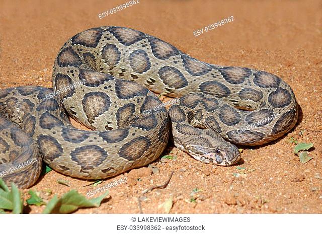 Adult Russell's Viper, Daboia russelii, Tamil Nadu, South India