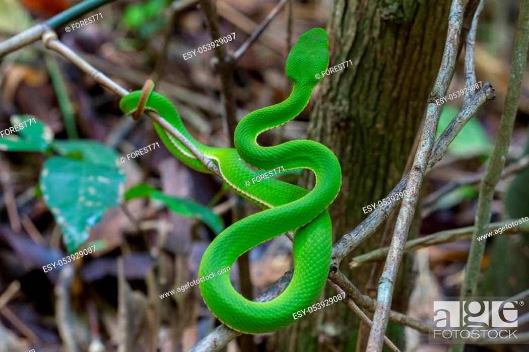 Stock Photo: Close up Yellow-lipped Green Pit Viper snake (Trimeresurus trigonocephalus) in nature from Thailand.