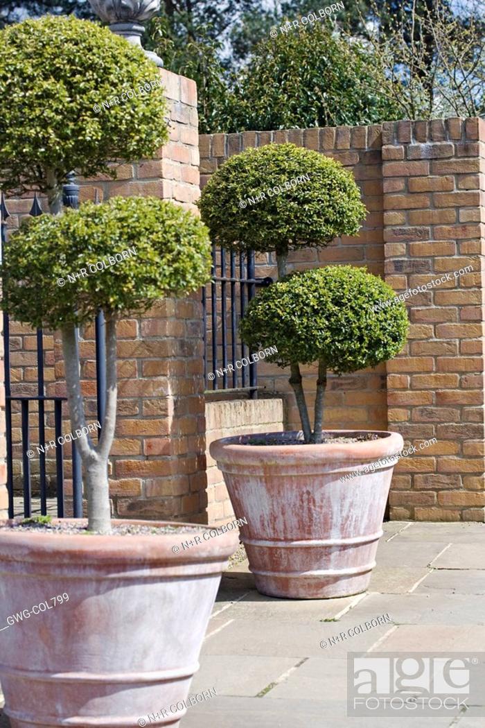 Stock Photo: TOPIARY SHRUBS IN CONTAINERS AT RHS HARLOW CARR.