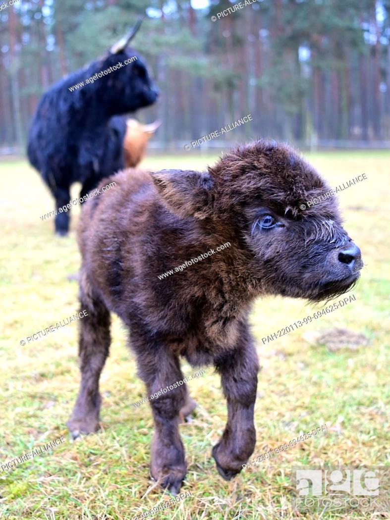 Stock Photo: 13 January 2022, Brandenburg, Baruth: A few days old Highland calf runs in front of its mother Berta in the Johannismühle Game Park.