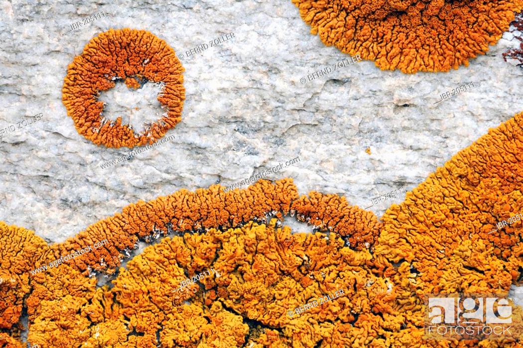 Stock Photo: Lichen (Caloplaca spec) on a stone wall.